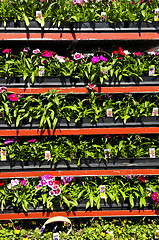 Image showing Flowers for sale