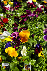 Image showing Pansies for sale