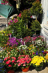 Image showing Flower baskets for sale