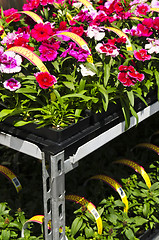 Image showing Flowers for sale