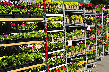 Image showing Flowers for sale