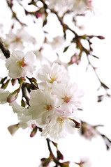 Image showing Oriental cherry blossom