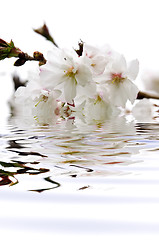 Image showing Cherry blossom in water