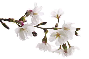 Image showing Oriental cherry blossom