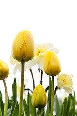 Image showing Tulips and daffodils on white background