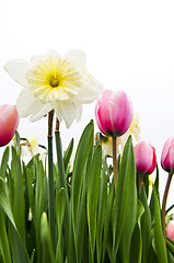 Image showing Tulips and daffodils on white background