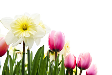 Image showing Tulips and daffodils on white background