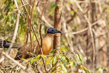 Image showing Bird Giant Coua, Coua gigas, Kirindy Forest, Madagascar