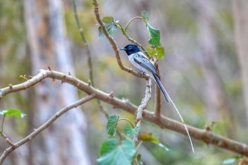 Image showing Malagasy paradise flycatcher, Terpsiphone mutata, Kirindy forest Madagascar