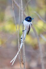 Image showing Malagasy paradise flycatcher, Terpsiphone mutata, Kirindy forest Madagascar