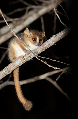 Image showing Madame Berthe's mouse lemur, Microcebus berthae, Madagascar wildlife animal