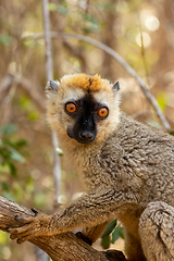 Image showing Red-Fronted Lemur, Eulemur Rufifrons, Madagascar wildlife animal.