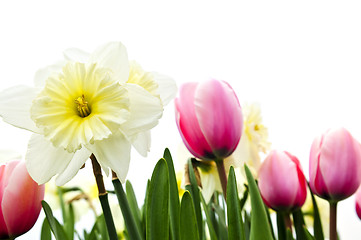 Image showing Tulips and daffodils on white background
