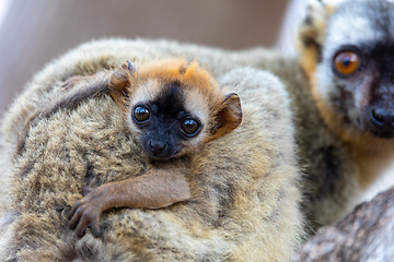 Image showing Red-Fronted Lemur, Eulemur Rufifrons, Madagascar wildlife animal.