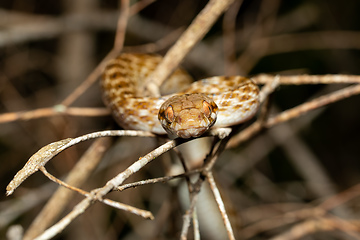 Image showing Malagasy Cat-eyed Snake, Madagascarophis colubrinus, Kirindy Forest, Madagascar