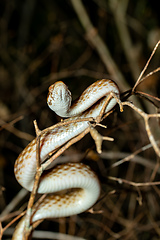 Image showing Malagasy Cat-eyed Snake, Madagascarophis colubrinus, Kirindy Forest, Madagascar