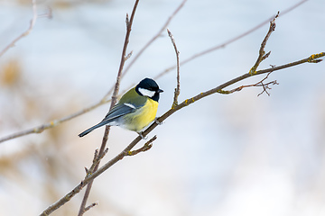 Image showing Eurasian blue tit, Cyanistes caeruleus, in winter. Czech Republic wildlife