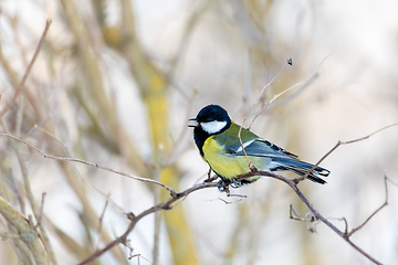 Image showing Eurasian blue tit, Cyanistes caeruleus, in winter. Czech Republic wildlife