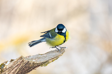 Image showing Eurasian blue tit, Cyanistes caeruleus, in winter. Czech Republic wildlife