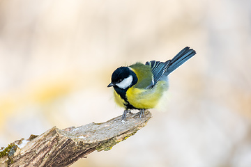 Image showing Eurasian blue tit, Cyanistes caeruleus, in winter. Czech Republic wildlife