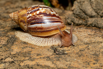 Image showing Giant African Land Snail (Achatina fulica), Tsingy de Bemaraha, Madagascar wildlife