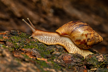 Image showing Giant African Land Snail (Achatina fulica), Tsingy de Bemaraha, Madagascar wildlife