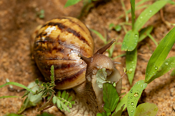 Image showing Giant African Land Snail (Achatina fulica), Tsingy de Bemaraha, Madagascar wildlife