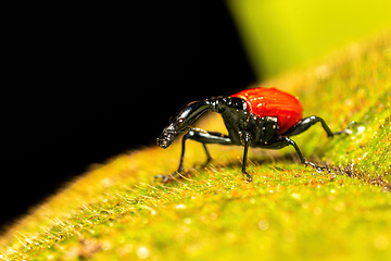 Image showing Female of Giraffe Weevil, Trachelophorus Giraffa, Ranomafana, Madagascar