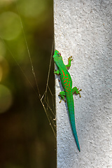 Image showing Peacock Day Gecko, Phelsuma quadriocellata, Ranomafana National Park, Madagascar