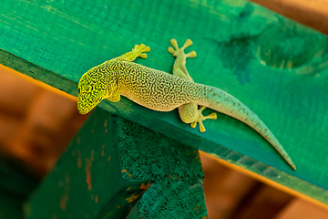 Image showing Standing's day gecko, Phelsuma standingi, Zombitse-Vohibasia, Madagascar