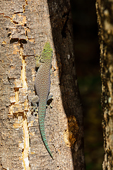 Image showing Standing's day gecko, Phelsuma standingi, Zombitse-Vohibasia, Madagascar