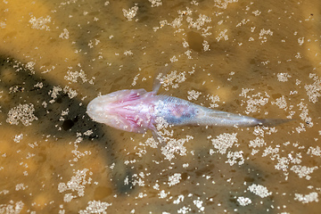 Image showing Blind cavefish (Typhleotris madagascariensis), Tsimanampetsotsa National Park, Madagascar wildlife