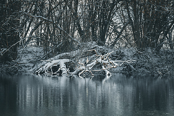 Image showing grey Heron, Ardea cinerea, Winter pond landscape, Czech Republic