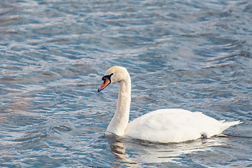 Image showing Wild bird mute swan, Cygnus olor, in winter on pond. Czech Republic wildlife