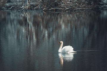 Image showing Wild bird mute swan, Cygnus olor, in winter on pond. Czech Republic wildlife