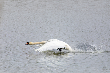 Image showing Wild bird mute swan flying in winter