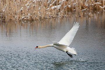 Image showing Wild bird mute swan, Cygnus olor, in winter on pond. Czech Republic wildlife