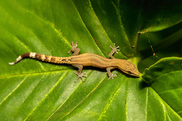 Image showing Madagascar Clawless Gecko, Ebenavia inunguis, Ranomafana National Park, Madagascar wildlife