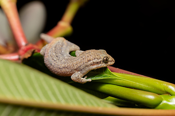 Image showing Grandidier's gecko, Geckolepis typica, Kivalo Morondava Madagascar wildlife