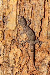 Image showing Hemidactylus mercatorius, Tsingy de Bemaraha, Madagascar wildlife