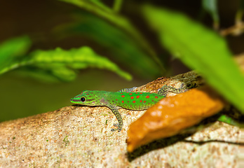 Image showing Speckled day gecko, Phelsuma guttata, Masoala Tampolo Marine park. Madagascar wildlife