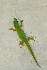 Image showing Koch's Day Gecko, Phelsuma kochi, Tsingy de Bemaraha Madagascar wildlife