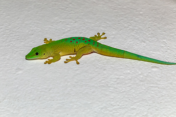 Image showing Koch's Day Gecko, Phelsuma kochi, Tsingy de Bemaraha Madagascar wildlife