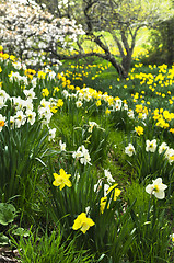 Image showing Blooming daffodils in spring park