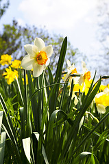 Image showing Blooming daffodils in spring park