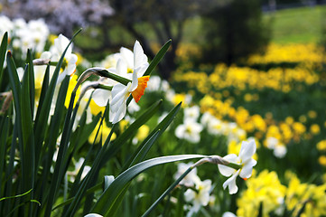 Image showing Blooming daffodils in spring park