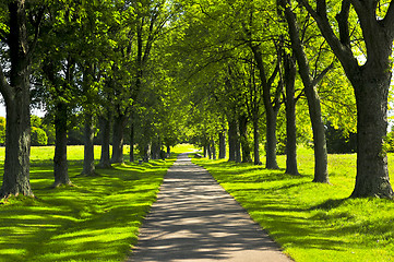 Image showing Path in green park