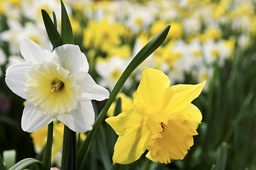 Image showing Daffodils