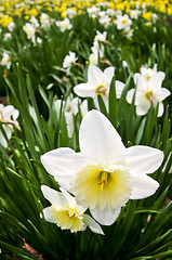 Image showing Daffodils