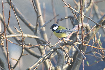 Image showing Great tit